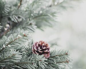 Películas navideñas con una mirada vegana