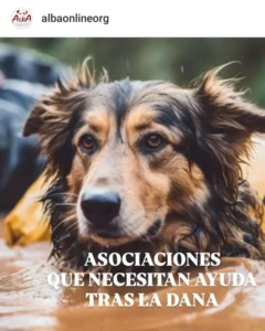 Protectoras de animales afectadas por la DANA