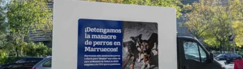 Masacre de perros en Marruecos